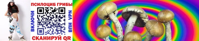 Галлюциногенные грибы Psilocybe  Пудож 